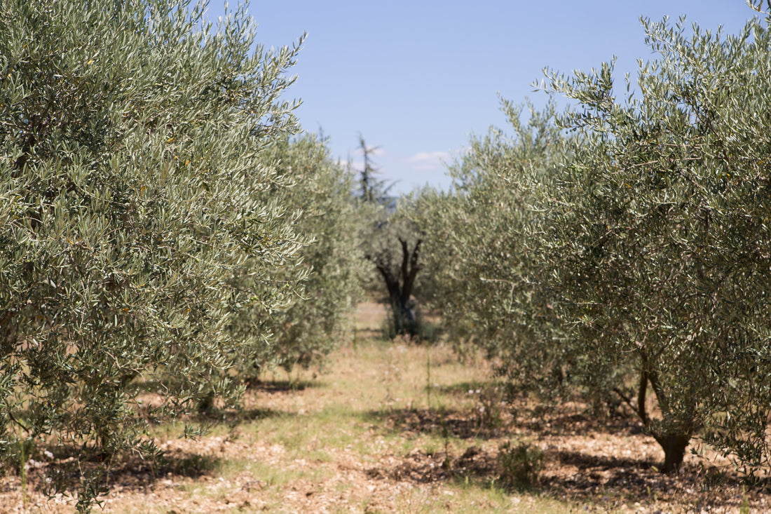 Griechisches Olivenöl: Authentische Qualität direkt aus Kreta