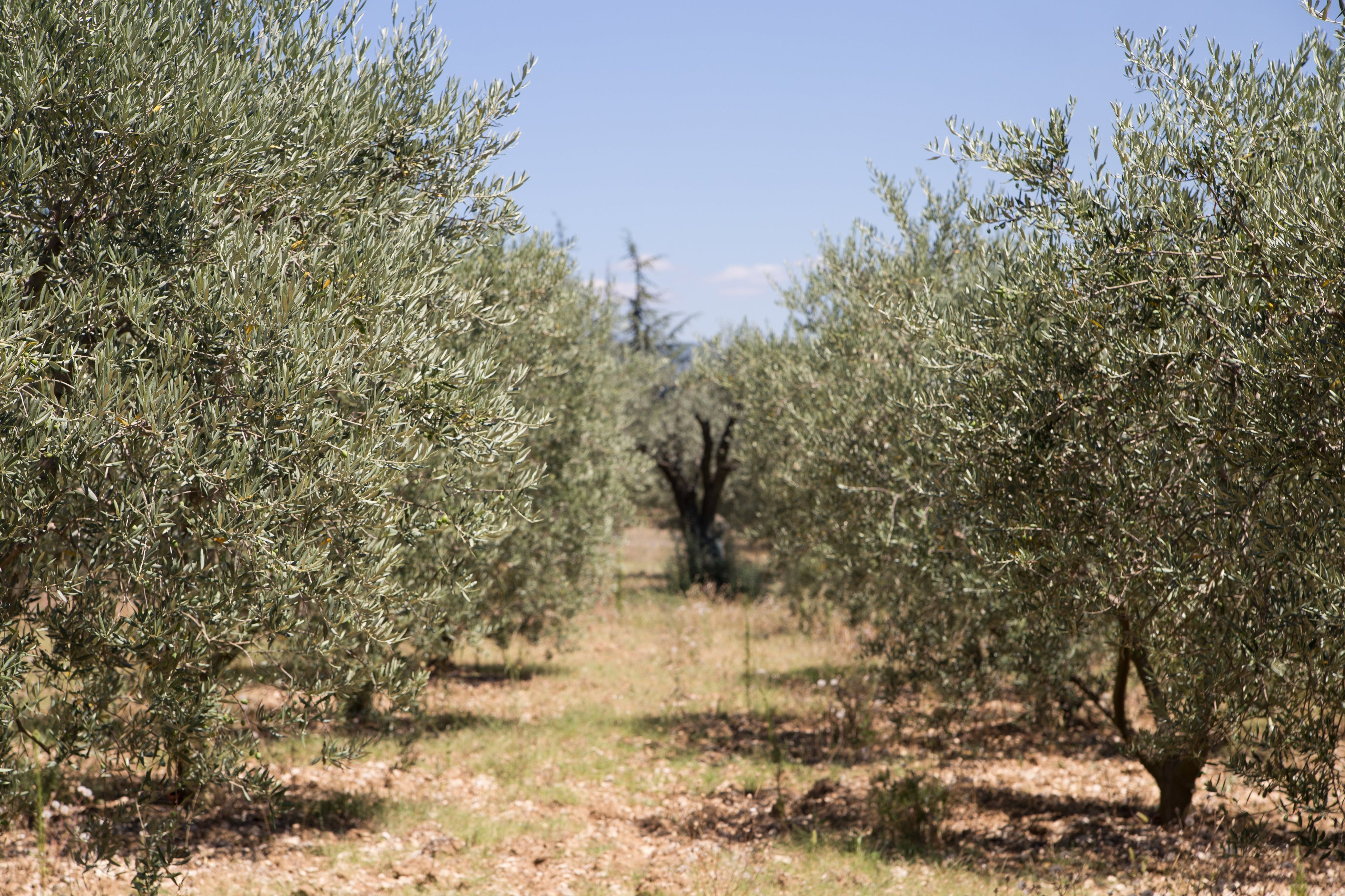 Griechisches Olivenöl: Authentische Qualität direkt aus Kreta