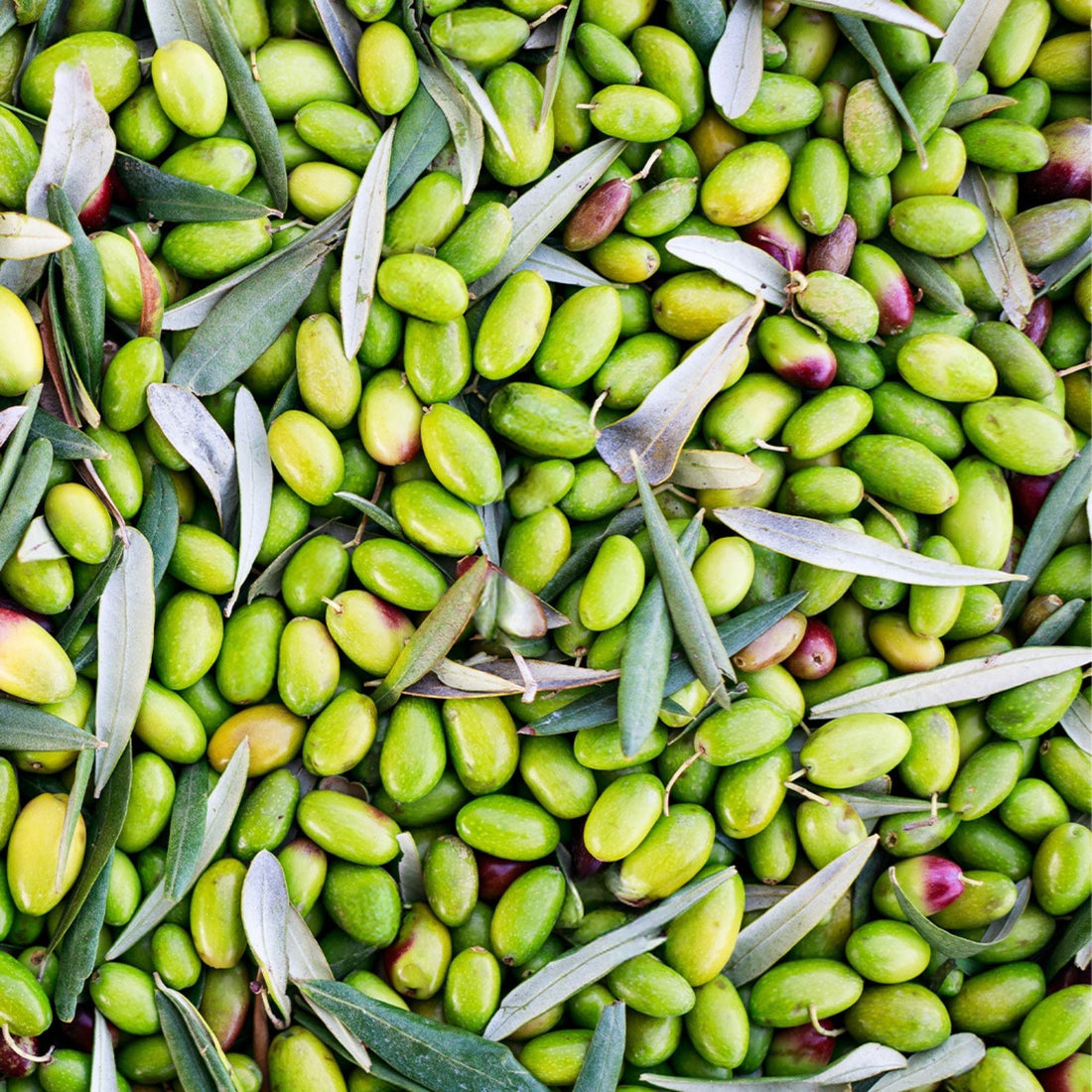 Bestes Olivenöl zum Braten – Was ist wirklich geeignet?