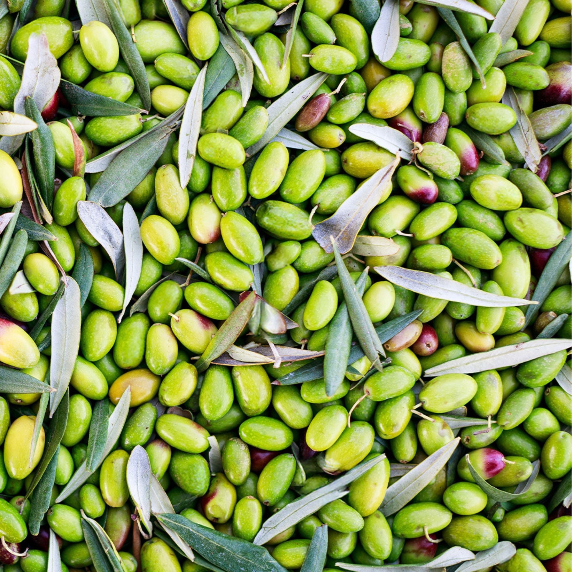 Olio Mimi - Peranzana